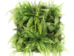 Dicksonia boomvaren flora