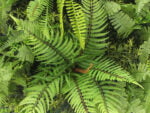 Dicksonia boomvaren flora detail