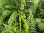 Dicksonia boomvaren flora detail