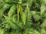 Dicksonia boomvaren flora detail
