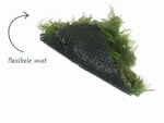 Dicksonia boomvaren flora flexibele mat