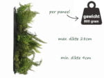 Dicksonia boomvaren flora zijkant