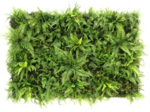 Mix dicksomia boomvaren en bosvaren flora