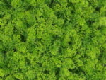 Bos mos softgreen moswand detail