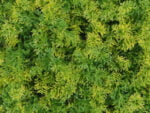Bos mos yellow moswand detail