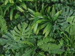 Vegetatie Monstera Jungle Plantenwand detail
