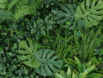 Vegetatie Monstera Jungle Plantenwand detail