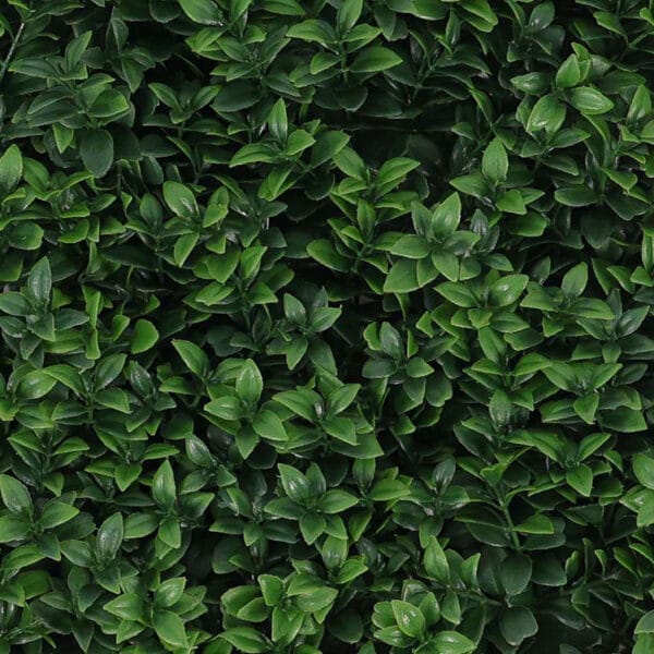 Buxus veronica kunsthaag detail