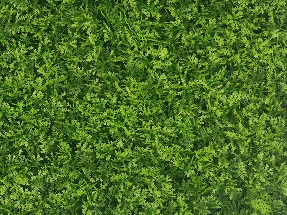 Mos duizendblad licht kunsthaag detail