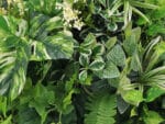 Witte Monstera Bouquet plantenwand detail