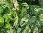 Witte Monstera Bouquet plantenwand detail 2