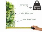 Witte Monstera Bouquet plantenwand informatie