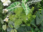 Alocasia Olifantsoor Plantenwand
