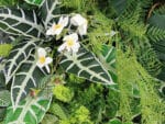 Alocasia Olifantsoor Plantenwand detail