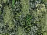 Spaans Mos Alsem Flora Plantenwand detail