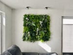 Alocasia Olifantsoor Plantenwand toepassing