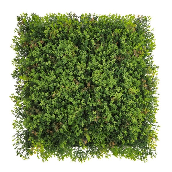 Sedum dakbedekking