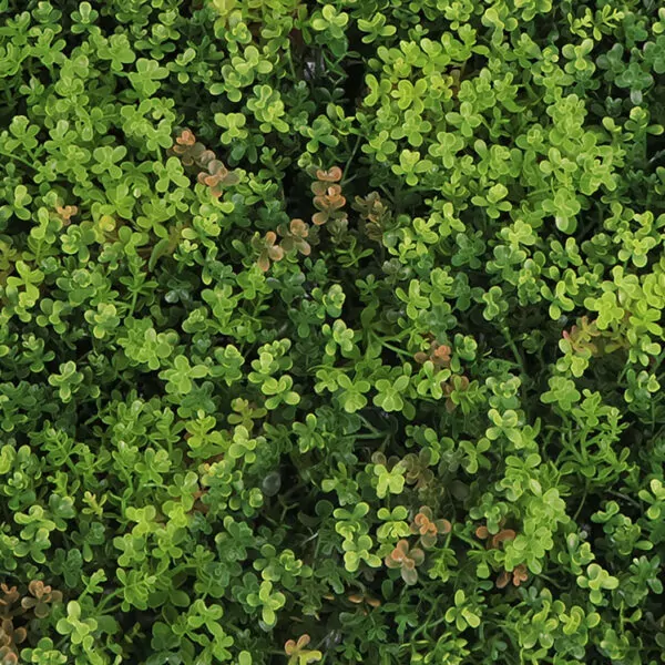 Sedum dakbedekking detail
