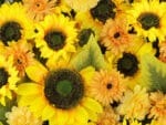 Zonnebloem met goudsbloem detail