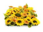 Zonnebloem met goudsbloem zijkant