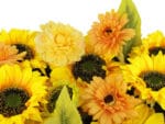 Zonnebloem met goudsbloem details