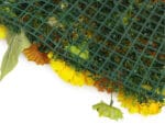 Zonnebloem met goudsbloem details achterkant