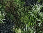 Veldkers siergras mix plantenwand details