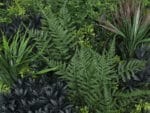 Wijnruit grijs variatie plantenwand details