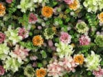 Bloemen flora deluxe plantenwand details