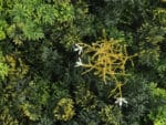 Bosmos rhipsalis bloem moswand details