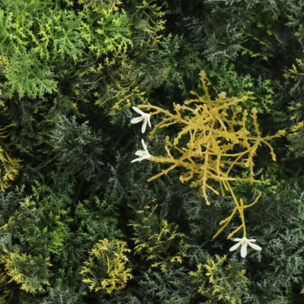 Bosmos rhipsalis bloem moswand details