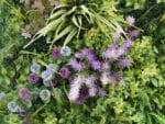 Allium purple flora plantenwand detail