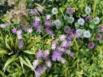 Allium purple flora plantenwand details